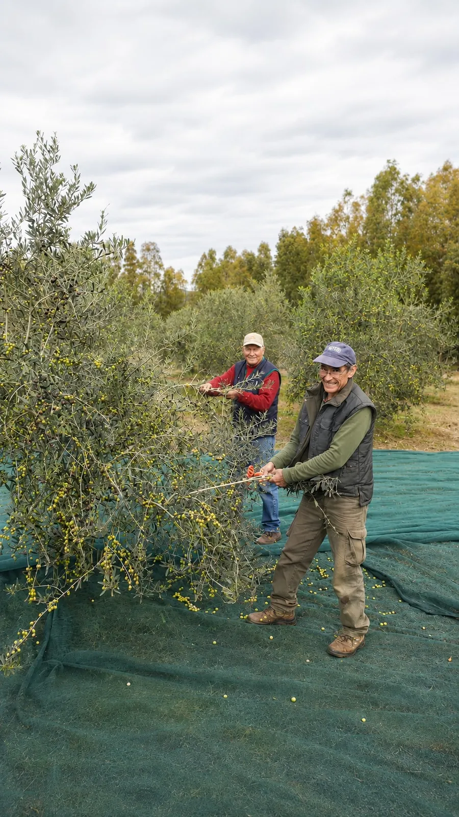 Raccolta olive