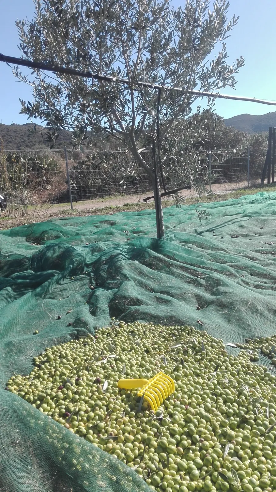 Raccolta olive